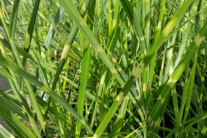 Grass Miscanthus 'Tiger Tail' 